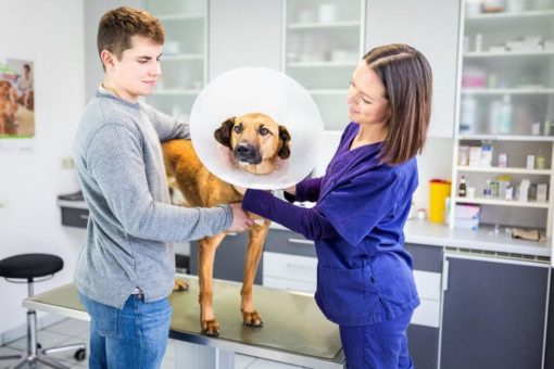 Vorsorge, Merkmale und Behandlung – Gesäugetumore beim Hund