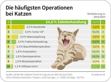 Die Top 10 der Katzen-Operationen – Deutlicher Anstieg von Zahnbehandlungen