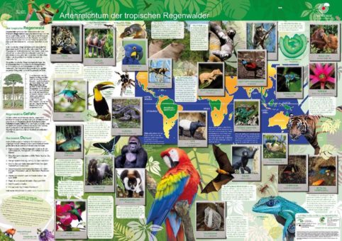 Neues Poster „Artenreichtum im tropischen Regenwald“
