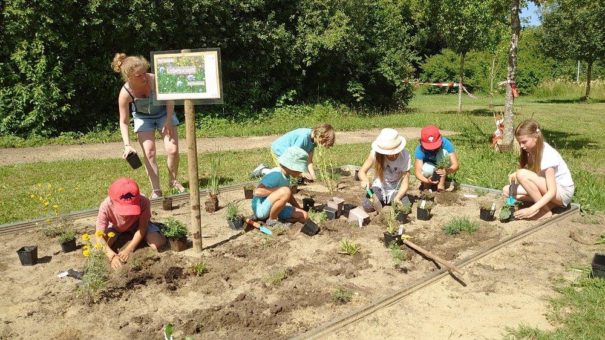 Spenden blühen auf: Kinder legen Wildbienengarten an