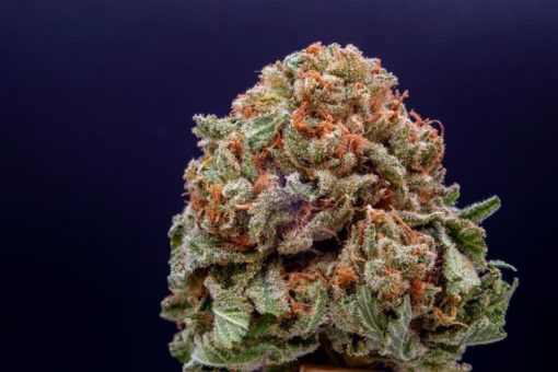 EnWave verkauft EU-GMP 10kW REV™ Maschine an Pharmazeutischen Cannabiszüchter in Europa