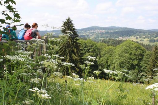 Wo es grünt, blüht und summt –  sommerliche Wanderungen durch die grüne Idylle des Bayerischen Waldes