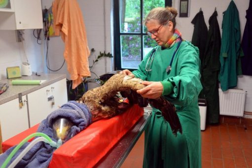 Seeadler überlebte Kollision mit Windkraftanlage. Nach wochenlanger Pflege kann der stolze Vogel nun wieder in die Freiheit fliegen