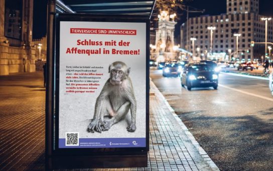 Affenhirnforschung in Bremen muss ein Ende haben