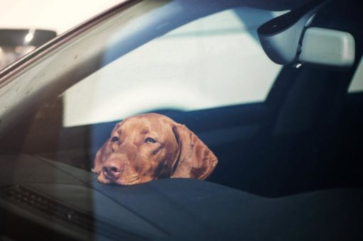 Hitze im Auto – vermeidbare Gefahr