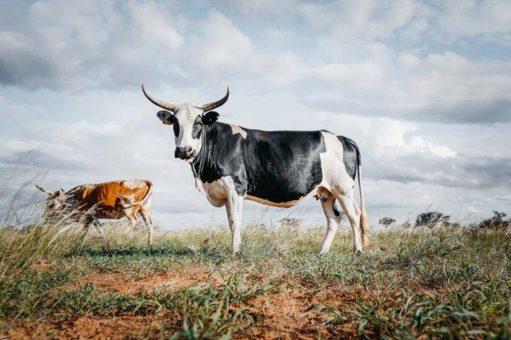 Dank Saloodo!: Deutsch-namibische Farmer expandieren nach Europa