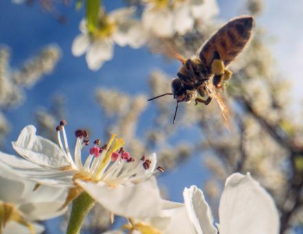 Filmauswahl für das 21. NaturVision Filmfestival steht fest