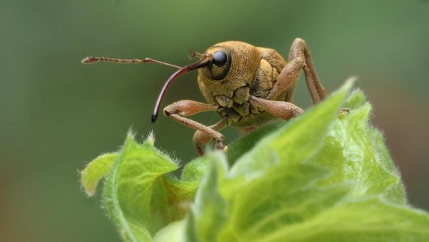 NaturVision Kurzfilmpreis 2021 „Hidden Champions: die Natur ist erfinderisch“