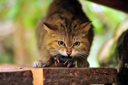 Wildkatze Emily sorgte für eine Überraschung!