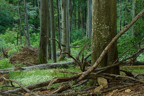 Auszeichnung für Waldschützerinnen und Waldschützer aus Deutschland und der Ukraine