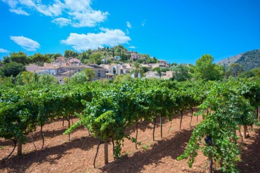 Süße Teigschnecken und bunte Tücher: Diese Mitbringsel bringen das Mallorca-Flair mit nach Hause