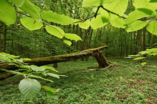 Naturschutz: Zukunft des Nationalparks Hainich gemeinsam gestalten