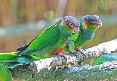 Zoologische Rarität mit erstem Nachwuchs