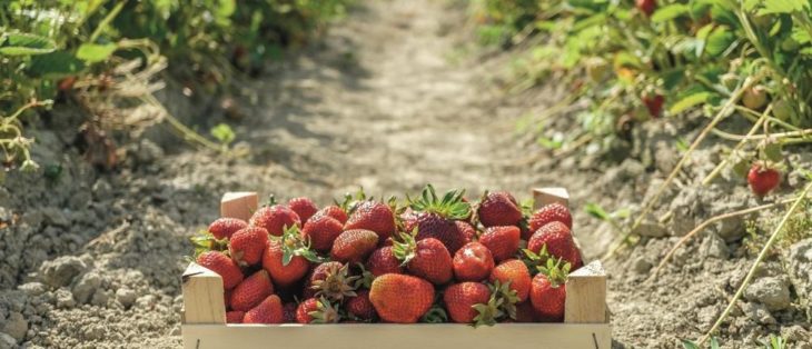 Saisonarbeitskräfte in der Landwirtschaft: Drohende Nachzahlungen sind Vergangenheit