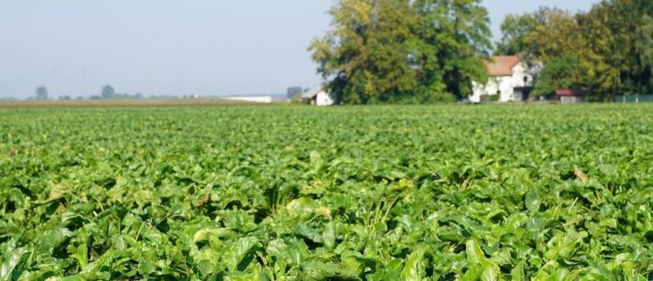 Markenrecht: Warum Landwirte ihre Ideen schützen lassen sollten