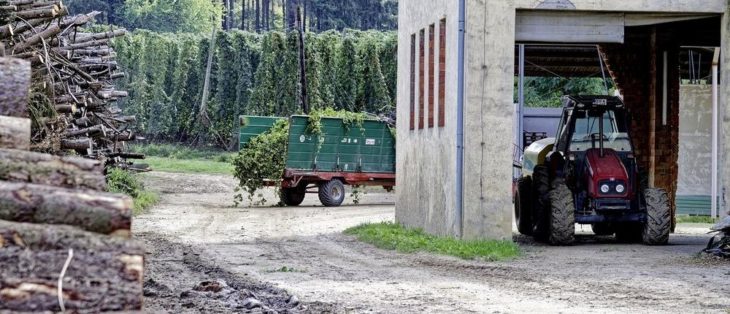 Einschlagsbeschränkung bei Fichten: Welche Steuererleichterungen gelten?