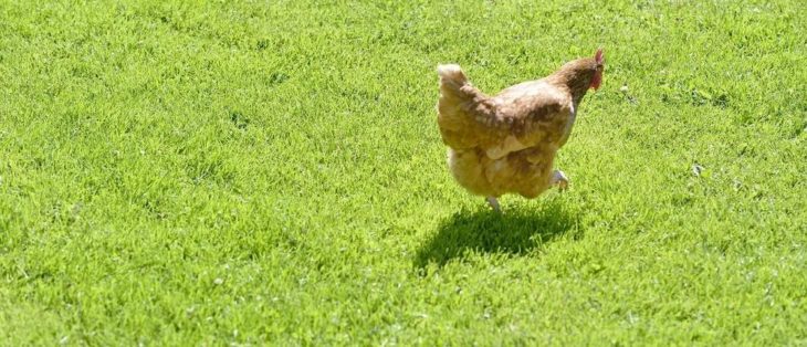 Vorsteuerberichtigung bei Geflügel: Was ist das Berichtigungsobjekt?