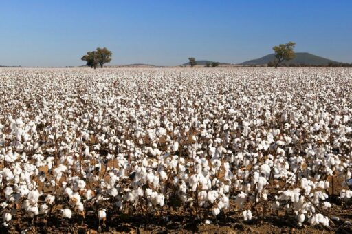 QUL-Siegel akzeptiert ab 2019 nur noch Baumwollbezugsstoffe in Bioqualität