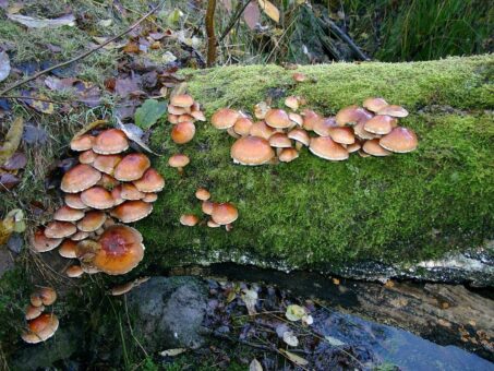 Unterwegs im Geo-Naturpark mit dem Geopark-Ranger
