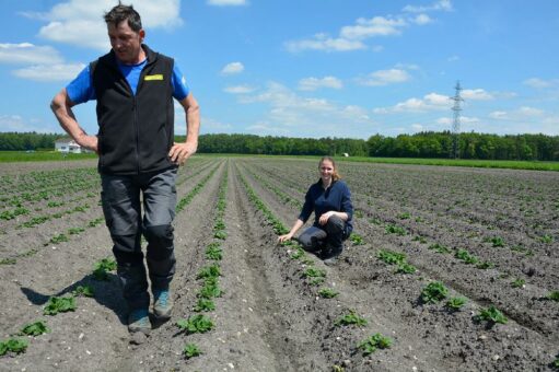 Weniger Pestizide spritzen dank neuen Sorten