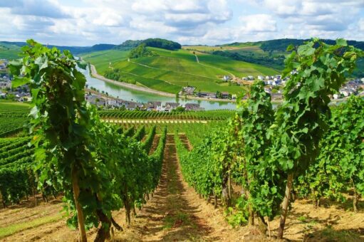 Mit Rad, Wein und Gesang – Die schönsten Winzertouren im Herbst.