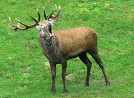 Kämpfende Könige im Wildpark Schwarze Berge