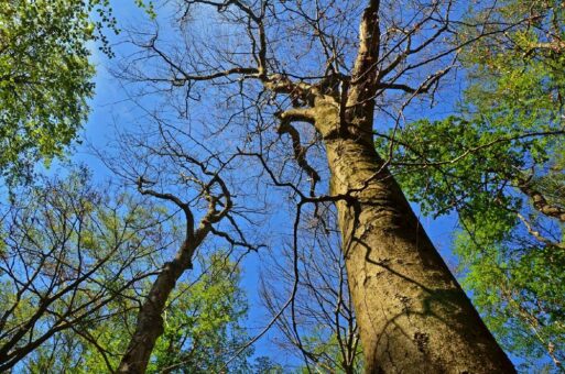Wetterdaten bestätigen auch im Nationalpark Hainich extrem trockenen und heißen Sommer