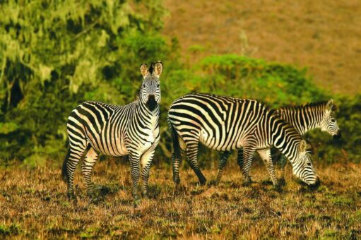 Botswana, Malawi und Zambia auf neuen Touren entdecken