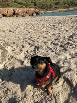 Mallorca-Urlaub mit Hund