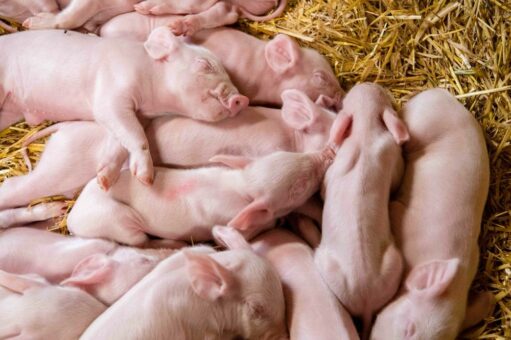 Handbuch für eine tierfreundliche und umweltschonende Schweinehaltung