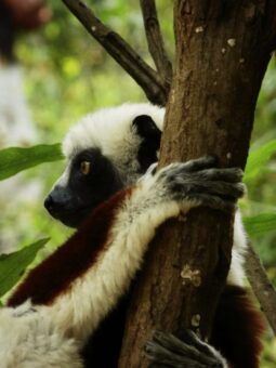 Madagaskar mit Karawane Reisen auf Bootstouren erkunden
