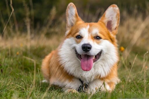 Im Natureum sind die Hunde los!