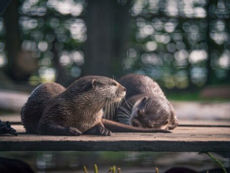 Tierisch was los im Natureum
