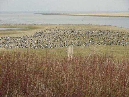 Per Fahrrad zu den Wildgänsen