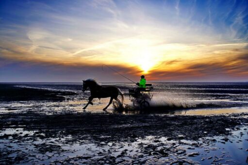 Schönste Pferdebilder kehren zurück