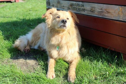 Tag des Hundes im Natureum