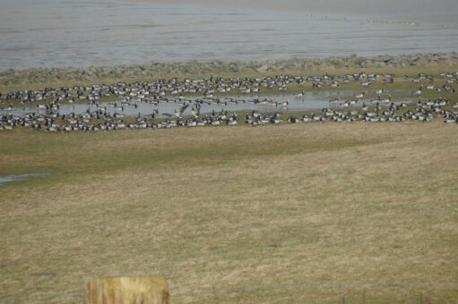 Per Fahrrad zu den Wildgänsen
