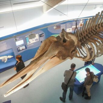 Geburtstagsgeschenk für die Besucher