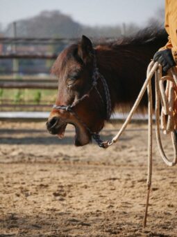 Die schönsten Pferdefotos