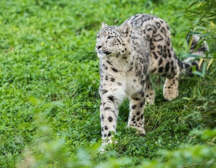 NABU-Ausstellung: Expedition Schneeleo im Neunkircher Zoo