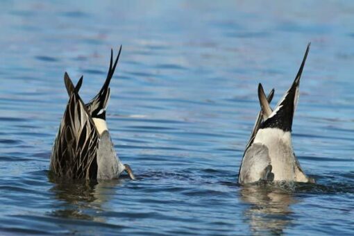 Fotowettbewerb ‚Vögel des Wattenmeeres‘ ist gestartet