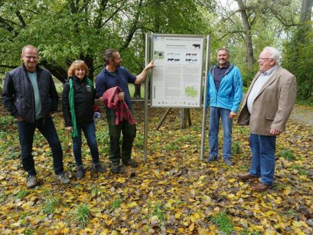 Der Auerochse und die Artenvielfalt: Informationstafel des Geo-Naturparks Bergstraße-Odenwald erklärt das Auerrindprojekt und die Auenlandschaft