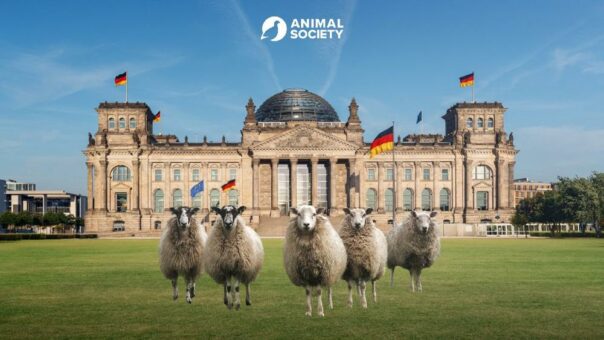 Koalitionsversprechen einhalten: Bundesbeauftragte*r für Tierschutz jetzt!