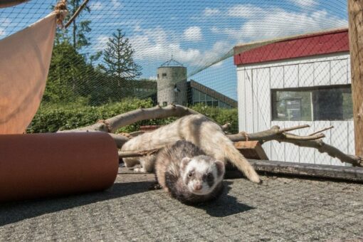 Kleine Raubtiere im Natureum