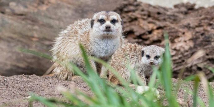 Einzelkind bei den Erdmännchen