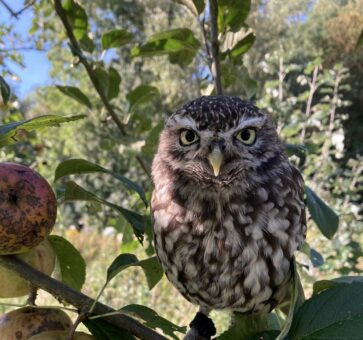 Steinkauz und Wüstenbussard erleben