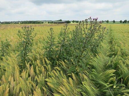 Better Weeds – Wie KI künftig beim umweltfreundlichen Unkrautmanagement hilft