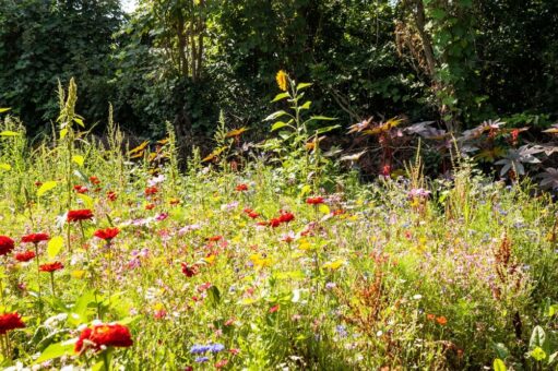 Blühende Landschaften in Kirchheim