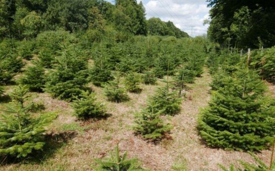 O Tannenbaum, wie grün bist du?