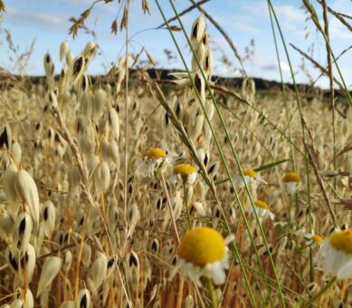 Laufzeit der Ökolandbau Modellregion Vogelsberg wird verlängert